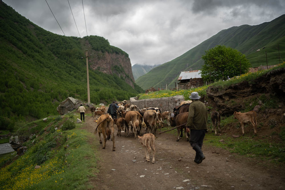 Des fermiers dirigent leur troupeau de vaches à l'entrée de la vallée de Truso, Géorgie. @helene_decaestecker