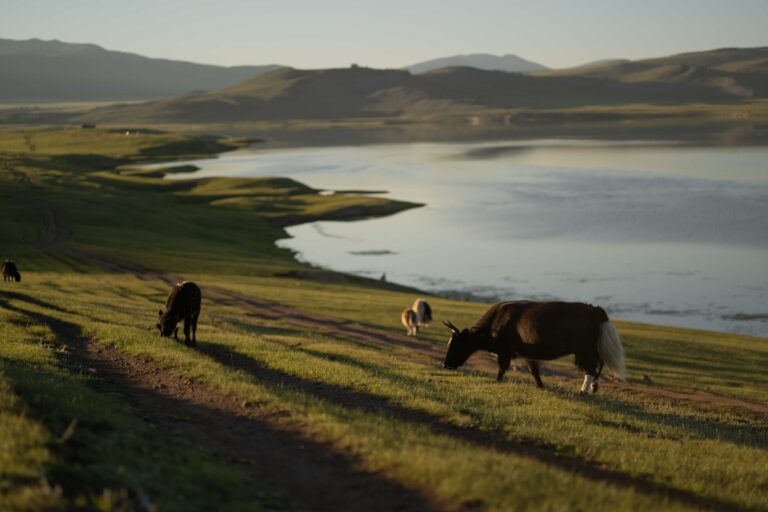 Mongolie @helene_decaestecker